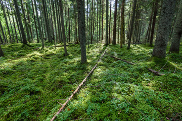 Old forest with moss covered trees and rays of sun