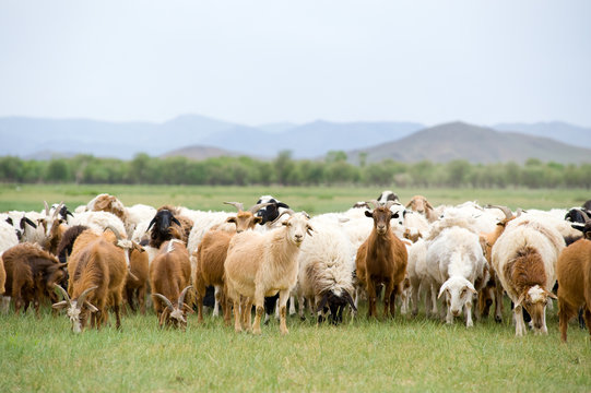 Grazing Flock Of Goats And Sheep