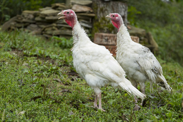 white turkeys on free uranium