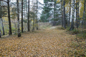 Pedestrian track in the deciduous autumn wood covered with fallen leaves