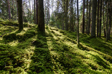 Old forest with moss covered trees and rays of sun