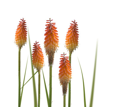 Kniphofia or Red Hot Poker flowers