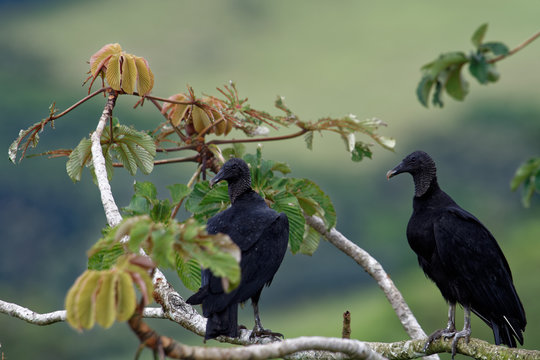 Two black vultures (Coragyps atratus) sit on a branch and observe the environment. These vultures belong to the family of the New World vulture.