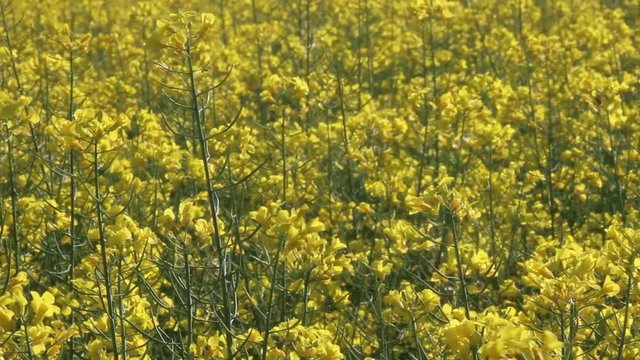 Campi coltivati fioritura di scolza fiori gialli