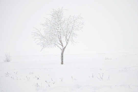 Bare tree on snow field. Winter landscape