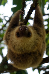 An orphant baby sloth is hanging on a branch and moving slowly (of course) towards the camera...