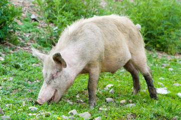 grazing dirty pig