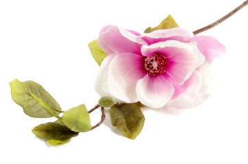 Artificial flowers for design and home decoration - magnolia isolated on white background 