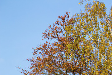 autumn branches with yellow leaves against the sky