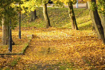 beautiful autumn park with fallen leaves