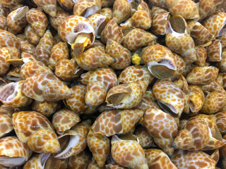 close up on Babylonia areolata shells