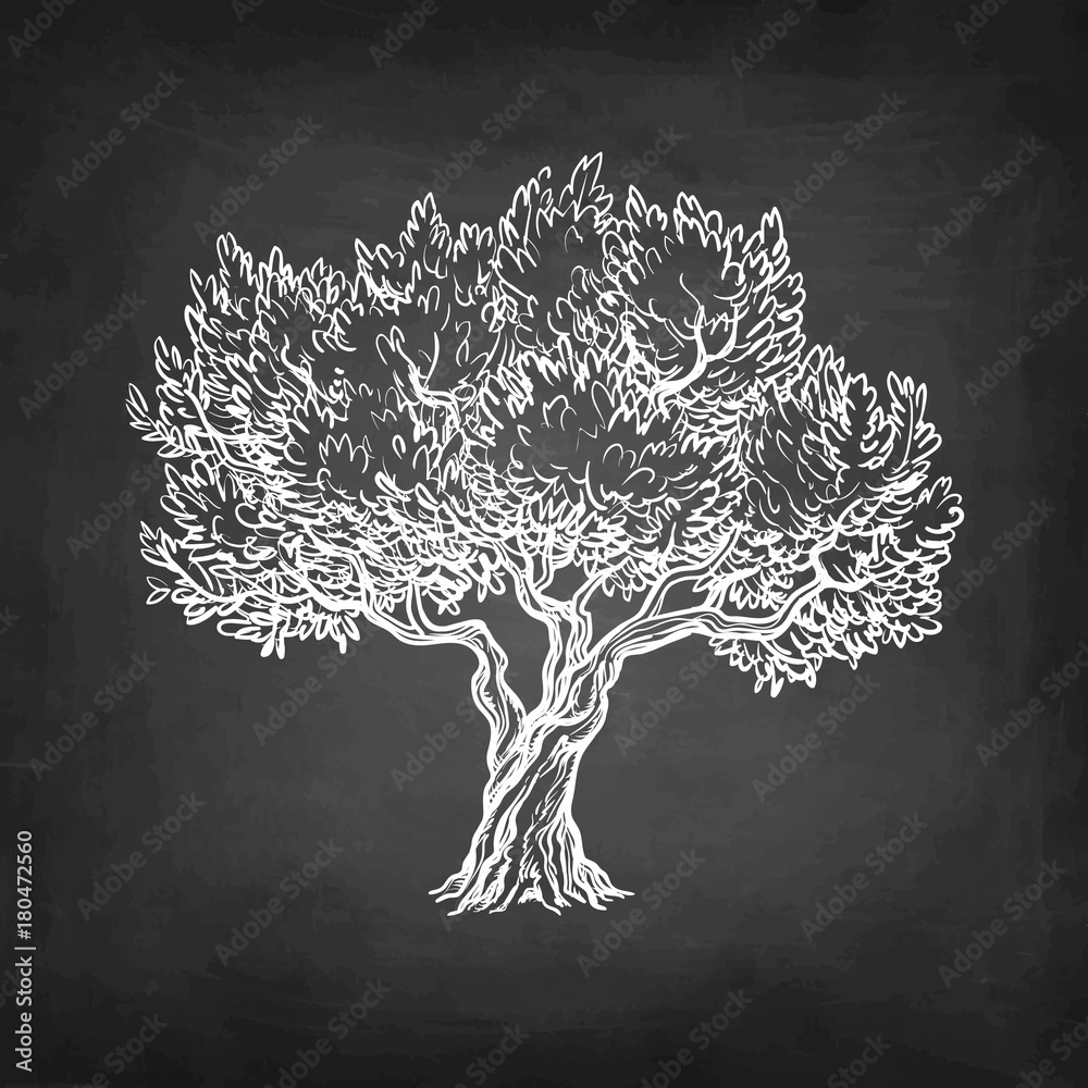 Canvas Prints chalk sketch of olive tree.