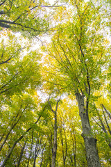 colorful fall and leaves