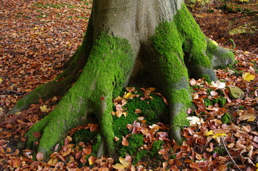 Mossy roots of a beech in autumn