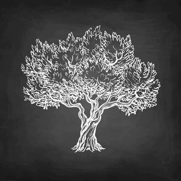 Chalk sketch of olive tree.
