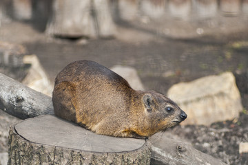 Rock hyrax