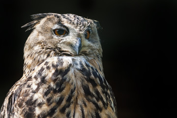 Eurasian eagle-owl