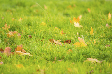 fallen yellow leaves on green grass
