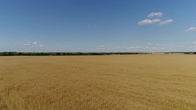 Flying on quadrocopter along yellow wheat field in Russia