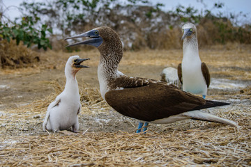 Blue Footed Booby (Sula nebouxii)