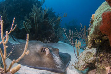 Southern Stingray on Reef © Andy