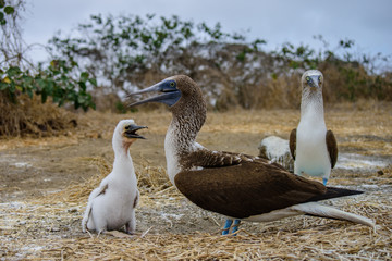 Blue Footed Booby (Sula nebouxii)