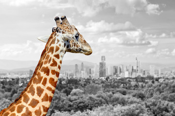Giraffe with the city of on the background