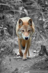 Wolf hunting in the forest