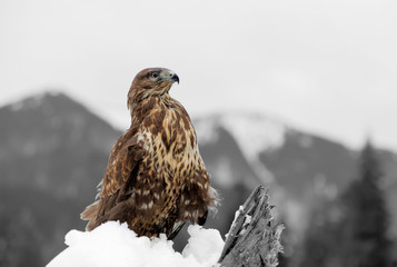Black and white photography with color hawk
