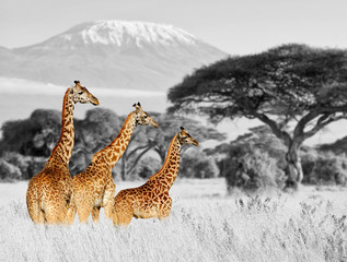 Plakaty  Żyrafa w Parku Narodowym Kenii