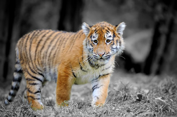 Tiger cub in grass