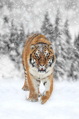 Black and white photography with color tiger
