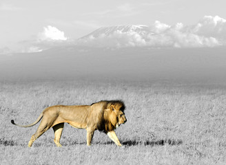 Fototapeta na wymiar Black and white photography with color lion