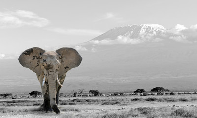 Black and white photography with color elephant