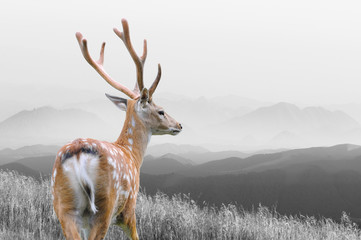 Fototapety  Czarno-biała fotografia z kolorowym jeleniem