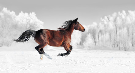 Black and white photography with color horse