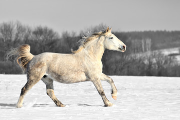 Fototapeta na wymiar Black and white photography with color horse