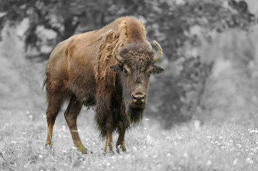 Black and white photography with color bison
