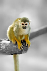 Close-up of a Common Squirrel Monkey