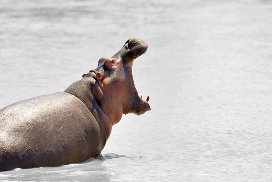 Hippo (Hippopotamus amphibius) in the water, Kenya, Africa