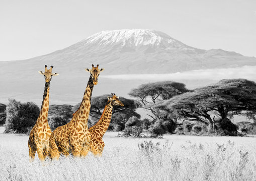 Giraffe in National park of Kenya