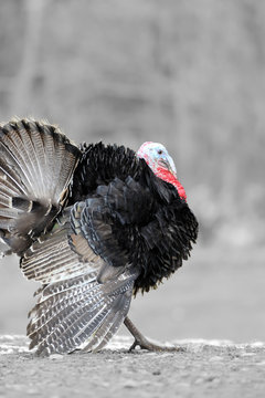 Black and white photography with color turkey-cock