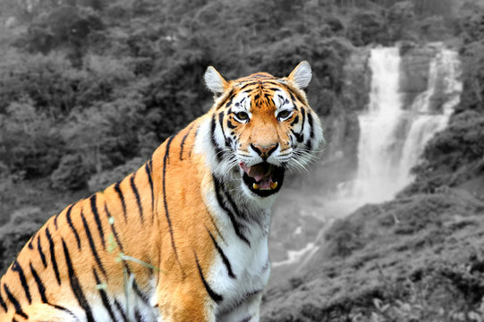 Black and white photography with color tiger