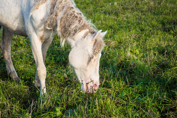 Naklejka na ściany i meble Wild White horse unkempt with unkempt mane and tail, the wounds from fights - grazing in the meadow. The world and the animal life outside of human civilization.