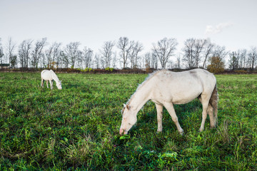 Fototapeta premium White horse in a green field, the world and life of animals in nature. 