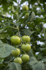 Organic ripe tomato cluster in a greenhouse