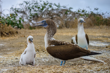 Blue Footed Booby (Sula nebouxii)