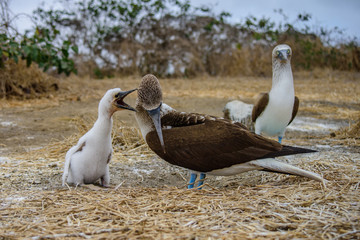 Blue Footed Booby (Sula nebouxii)