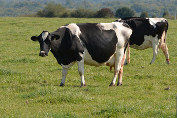 Vache laitière au pré