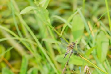 dragonfly resting on grass